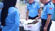Antalya Otogarında 90 Kg Kaçak Kerevit Ele Geçirildi