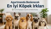 Apartmanda Beslenecek En İyi Köpek Irkları Rehberi