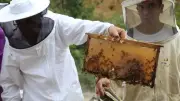 Artvin'de 2026 Bal Taban Alım Fiyatları Açıklandı: Kestane Balı 3.500 TL