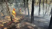 Aydın Bozdoğan'daki Orman Yangını Kontrol Altına Alındı