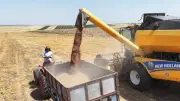 Batman'da mercimek hasadı tamamlandı: 1 milyar TL'yi aşan katkı