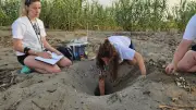 Belek'te caretta caretta yavruları denizle buluşuyor, 1.5 milyon denize ulaştı
