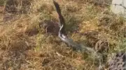 Diyarbakır'da sıcak hava devasa yılanları ortaya çıkardı