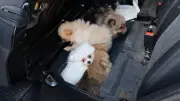 Edirne Kapıkule'de Yasa Dışı Köpek Taşıma: 5 Pomeranian Kurtarıldı