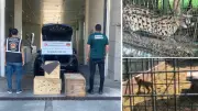 Edirne'de kaçak hayvan sevkiyatı: 2 vaşak ve 2 serval kedisi kurtarıldı