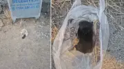 Eskişehir'de Ağzı Bantlanıp Çöpe Atılan Yavru Kedi Son Anda Kurtarıldı