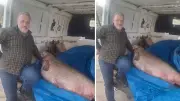 Fırat Nehri'nde 130 Kiloluk Dev Turna Balığı Yakalandı