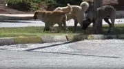 Halfeti'de sahipsiz köpek saldırısı: Çocuk kurtarıldı, baba 'toplatılmalı' dedi
