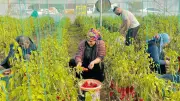 Harran Ovası'nda Sera Bereketi: Çiftçilerin Yüzü Gülüyor