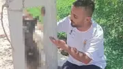 Hatay'da çalınan köpek öldürülüp elektrik direğine asıldı