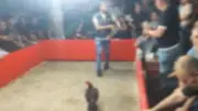 Hayvan Koruma Derneğinde Horoz Dövüşü Operasyonu