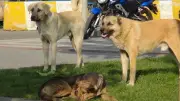 İçişleri Bakanlığı'ndan sahipsiz köpek saldırılarına soruşturma: 2 başkana izin
