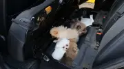 Kapıkule'de 5 Pomeranian cinsi yavru köpek ele geçirildi