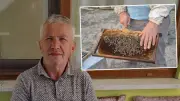 Kastamonu'da Arı Sokması Sonucu 67 Yaşındaki Arıcı Hayatını Kaybetti