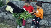 Kastamonu'da engelli keçi yavrusu 'Alagız' ailesi tarafından elle besleniyor
