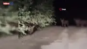 Kastamonu'da gece yarısı yavru ayılarla karşılaşan sürücü panik anlarını kameraya kaydetti