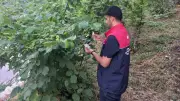 Kaynaşlı'da Kahverengi Kokarcaya Karşı Samuray Arıları Doğaya Salındı