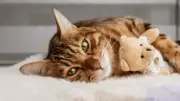 Kediler Aslında Konuşuyor! Bu Davranışlarının Anlamını Öğrenince Şaşıracaksınız