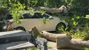 Küçükçekmece'de Park Halindeki Otomobilin Üzerine Ağaç Devrildi
