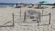 Kuşadası'nda caretta caretta yuvası koruma altına alındı