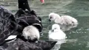 Kuğulu Park'ta Dört Yeni Yavru Kuğu Heyecanı