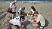 Kızılot'ta caretta caretta nöbeti: 6. yılda 790 yuva aşıldı