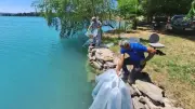 Manavgat'ta iç sulara 400 bin sazan yavrusu salındı