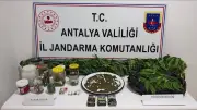 Manavgat'ta Uyuşturucu Operasyonu: 2 Kilo Kubar Esrar ve 130 Kök Kenevir Ele Geçirildi, 2 Tutuklu