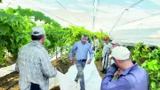 Manisa'da üzüm üreticileri beyaz örtü mesaisinde