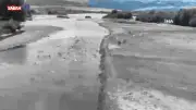 Muş Ovası'nda leylek yavruları büyük göç öncesi uçuş eğitimine başladı