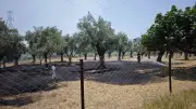 Nazilli'de Zeytinlik Yangını 2 Saatte Söndürüldü, 1 Hektar Zarar Gördü