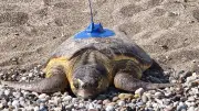 İnci ve Mercan Caretta Carettalar Uydu İzleme Cihazıyla Denize Bırakıldı
