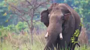 Nepal'de Katil Fil Aynı Aileyi 12 Yıl Sonra Bulup Öldürdü