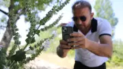 Nesli Kritik Tehlike Altındaki Siirt Adaçayı Çiçek Açtı, Cezalar 3.5 Milyon Liraya Ulaştı