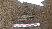 Norveç'te Yol Çalışması Sırasında 1000 Yıllık Viking Bilezikleri Bulundu