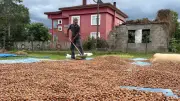 Ordu'da fındık hasadı öncesi işçi yevmiyeleri belirlendi