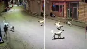 Ordu'da Köpeklerin Saldırdığı Çocuk Scooter'ıyla Kendini Savundu