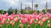 Osmanlı'da Lale Tutkusu: Bir Çiçek Nasıl Servet Değerine Ulaştı?
