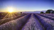 Provence Değil Türkiye: Temmuzda Mutlaka Görmeniz Gereken 8 Lavanta Rotası