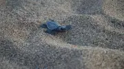 Çıralı Sahilinde Caretta Caretta Yavrularının Denizle Buluşma Yolculuğu Başladı