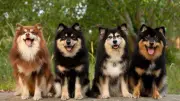 Rüyada Köpek Görmek Ne Anlama Gelir? İşte Detaylı Yorumlar