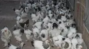 Rüyada Tavuk Görmek Ne Anlama Gelir? Detaylı Rüya Tabiri