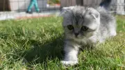 Rüyada Yavru Kedi Görmek Ne Anlama Gelir? Detaylı Rüya Tabiri