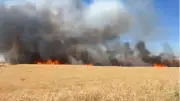 Siirt Kurtalan'da 800 dönüm buğday ekili alan yangında kül oldu