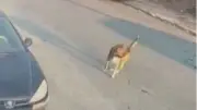 Silivri'de sokak köpeğine çarpıp ölümüne neden olan sürücü tutuklandı