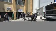 Sivas'ta Kene Isırması Sonucu 55 Yaşındaki Kadın Hayatını Kaybetti