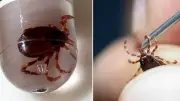 Sivas'ta Kene Tutunan Kadın KKKA Şüphesiyle Hayatını Kaybetti
