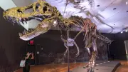 T-rex iskeleti 50,1 milyon dolara satılarak rekor kırdı