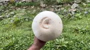 Taşlı Yaylası'nda Ay Yıldız Desenli Guguvak Mantarı Bulundu