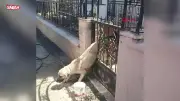 Tokat Erbaa'da demir kapıya sıkışan köpek itfaiye tarafından kurtarıldı